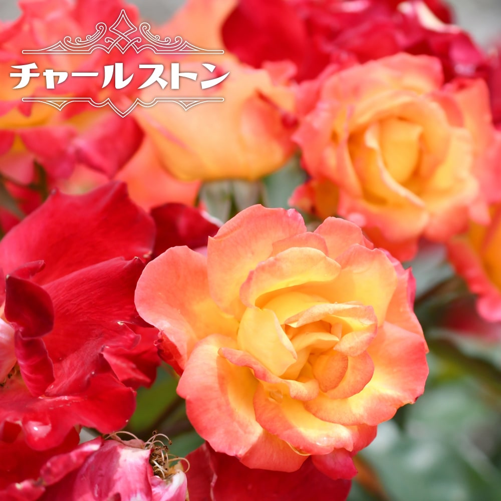 四季咲きバラ苗 チャールストン 2年生大苗 : 苗木部 花ひろば