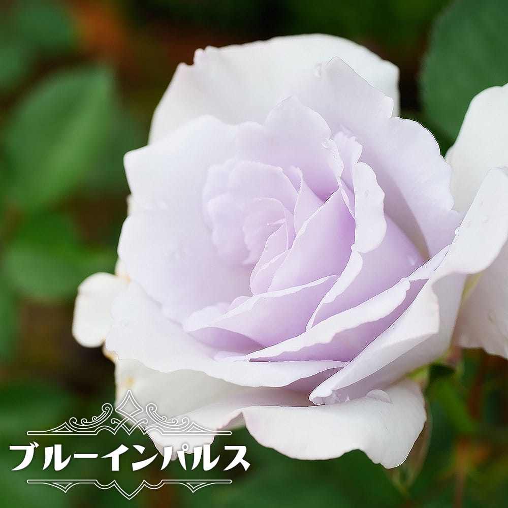 四季咲き強香バラ ブルーインパルス 2年生大苗 : 苗木部 花ひろば