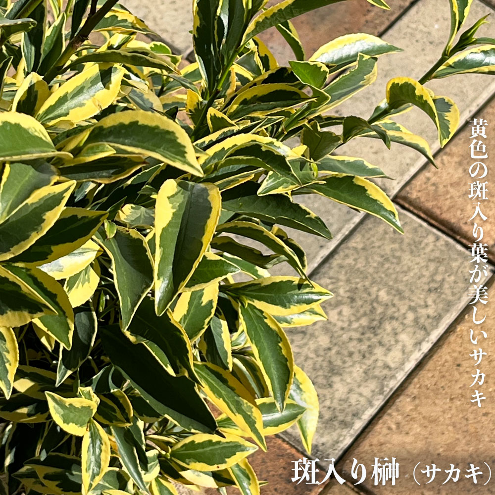 斑入りサカキ 根巻き苗 : 苗木部 花ひろばオンライン - 通販 - Yahoo