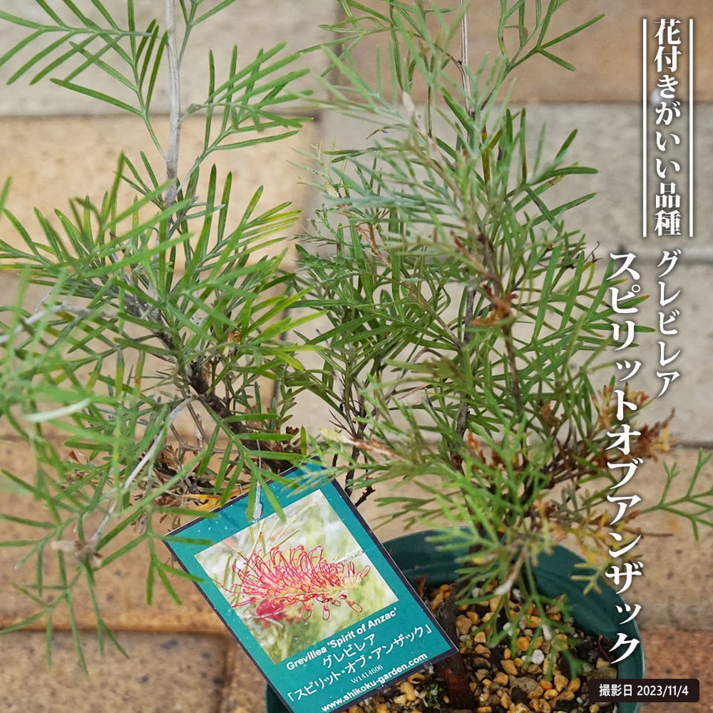 グレビレア スピリットオブアンザック 5号スリット鉢植え : 苗木部 花