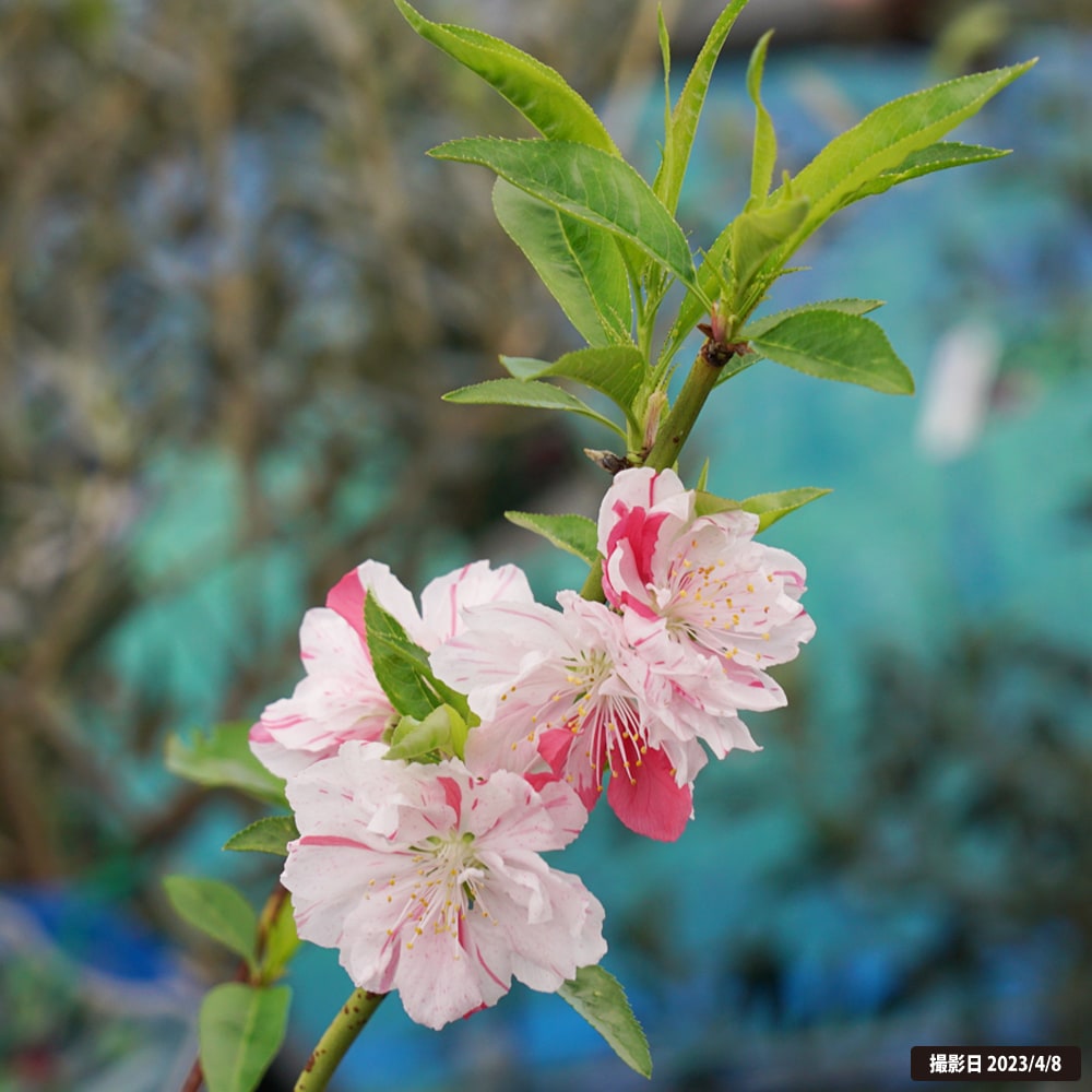 ハナモモ 源平桃 2年生 接木 苗 観賞花木 爆買いweek : 苗木部 花