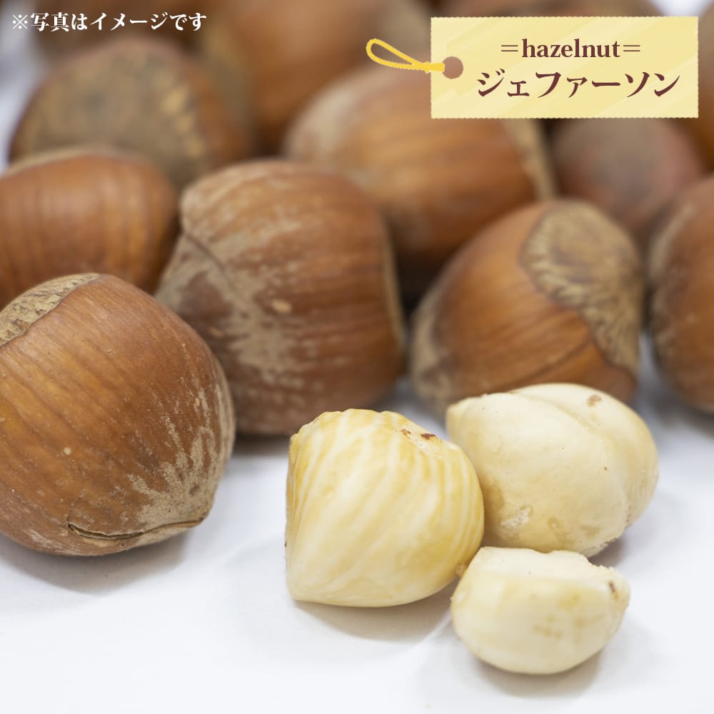 ジェファーソンヘーゼルナッツ 3年生 挿し木大苗 : 苗木部 花ひろば