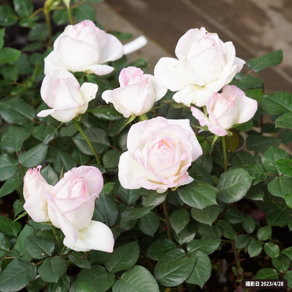 バラ苗 プリンセスドモナコ （HT) 国産苗 1年生 新苗 四季咲き ピンク 強健 バラ 苗 :rose-ht-purinnsesudomonako-1:苗木部  花ひろばオンライン 通販 