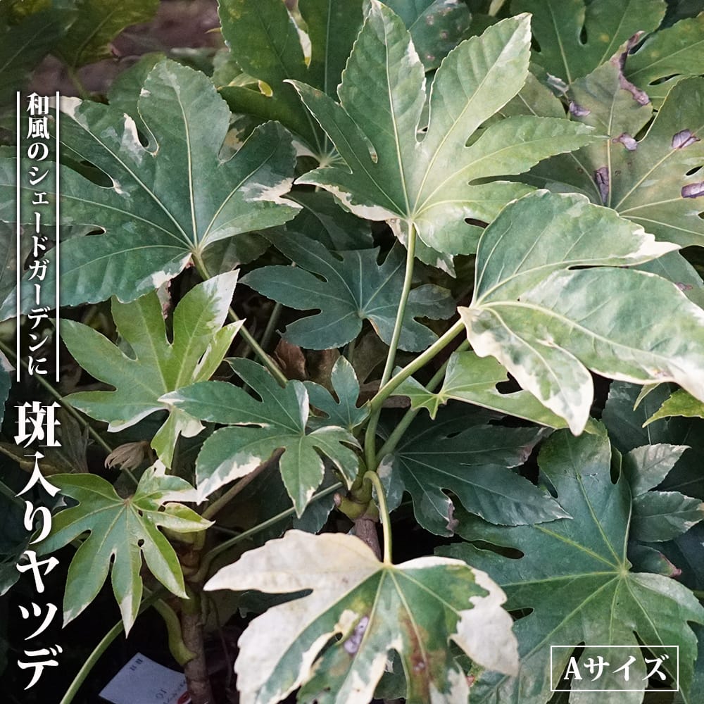 59 ヤツデ ヤツデ 斑入りヤツデ Aサイズ（Bより大きめ） 5号ポット苗 : 苗木部 花