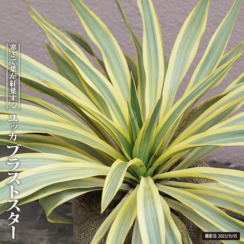 希少】ユッカ グロリオサ 4頭 1m 希少】ユッカ グロリオサ 4頭 1m