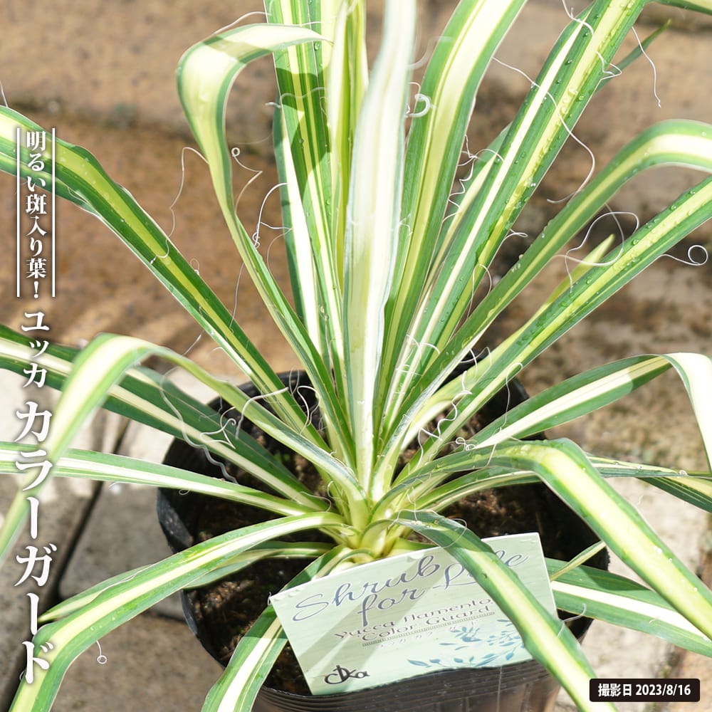 カラーガード ユッカ 3号ポット苗 爆買いweek : 苗木部 花ひろば