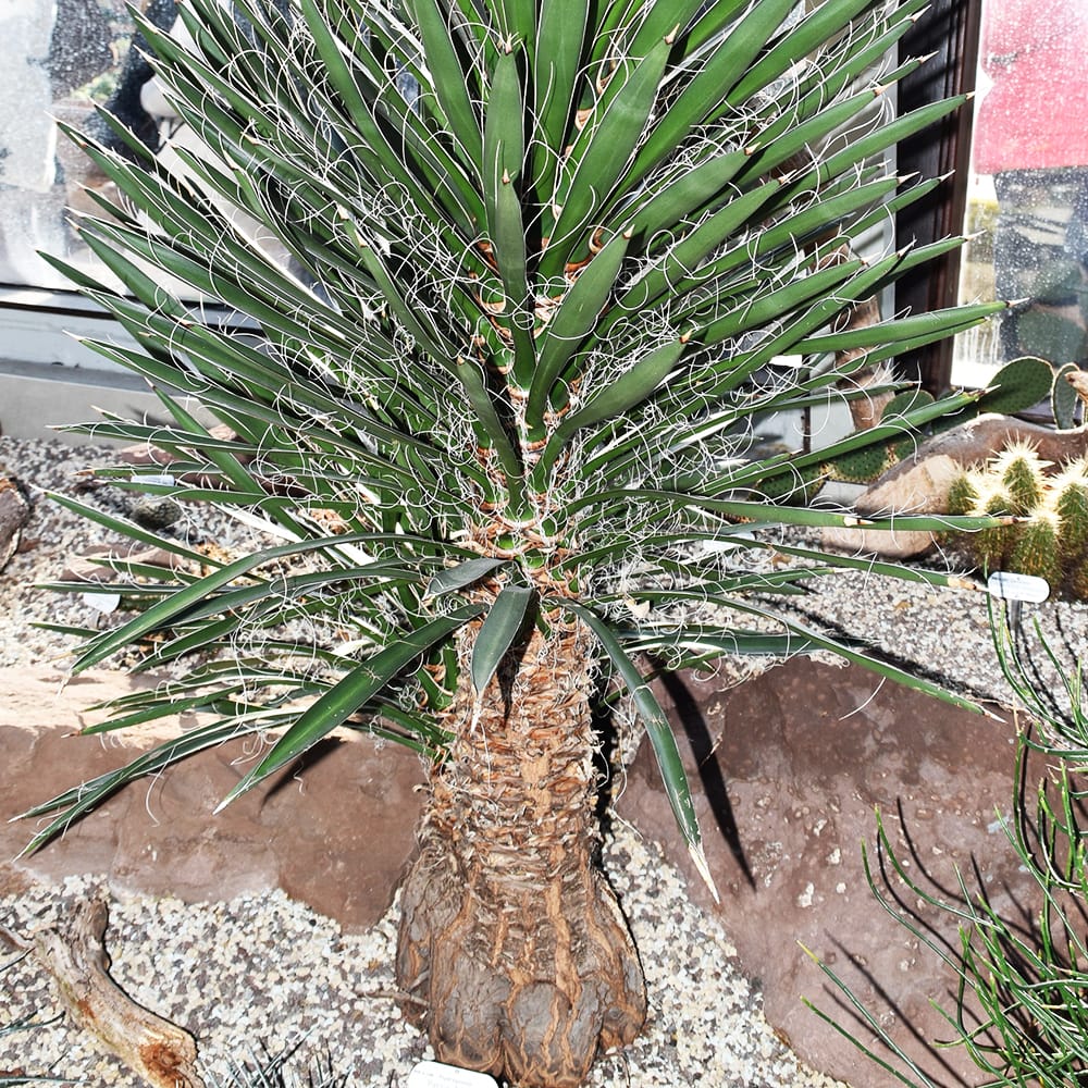 フィリフェラユッカ 根巻き大苗 耐寒性南欧風プランツ : 苗木部 花