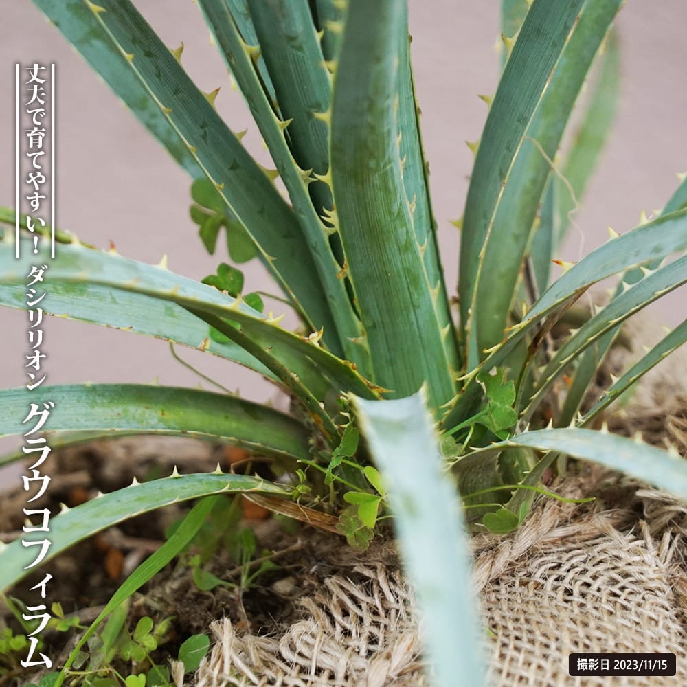 3,000円オフ グラシウコフィラム ダシリリオン ９号 輸入 観葉植物 3,000円オフ グラシウコフィラム ダシリリオン 9号 輸入 観葉植物