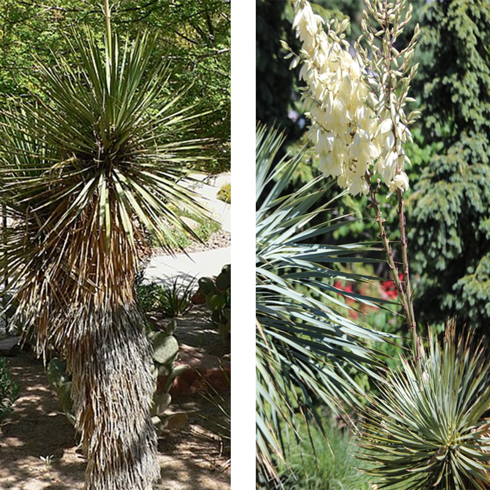 トンプソニアーナユッカ 根巻き大苗 耐寒性南欧風プランツ : niwaki-yucca-thompsoniana : 苗木部 花ひろばオンライン -  通販 - Yahoo!ショッピング