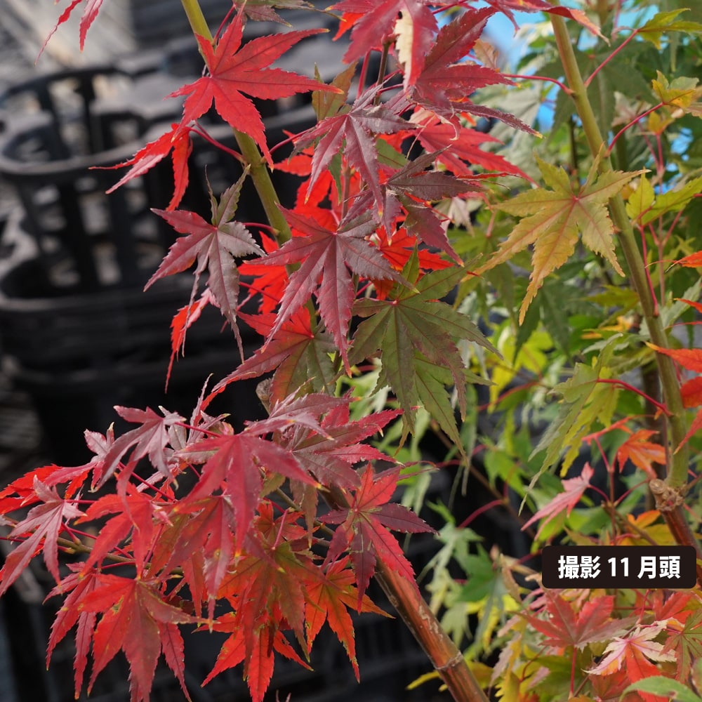 ル・クルーゼ　紅葉　モミジ　もみじ　丼　赤黒2個セット ル・クルーゼ 紅葉 モミジ もみじ 丼 赤黒2個セット ル・クルーゼ 紅葉