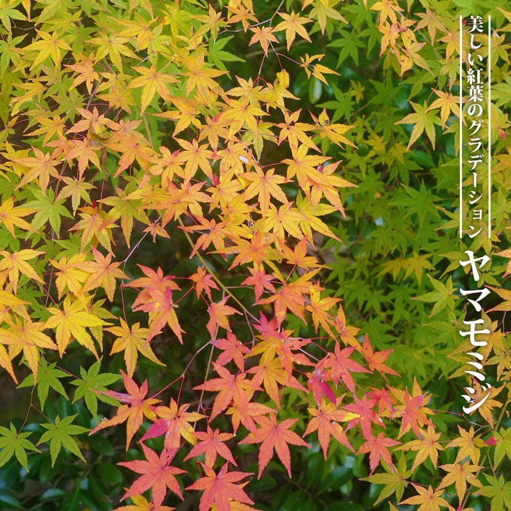 モミジ 山モミジ （ ヤマモミジ ） 里の木シリーズ もみじ 苗 : 苗木部