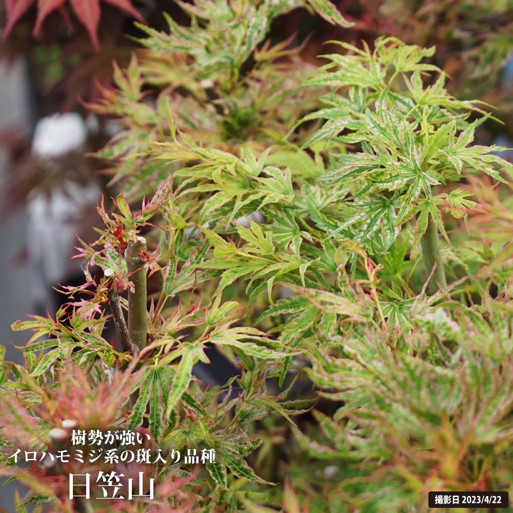 モミジ 日笠山 5号ロングポット 爆買いweek : 苗木部 花ひろば
