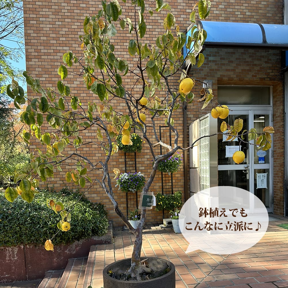 かりん 2年生 接木 苗木 ロングスリット鉢植え 限定販売 : 苗木部 花