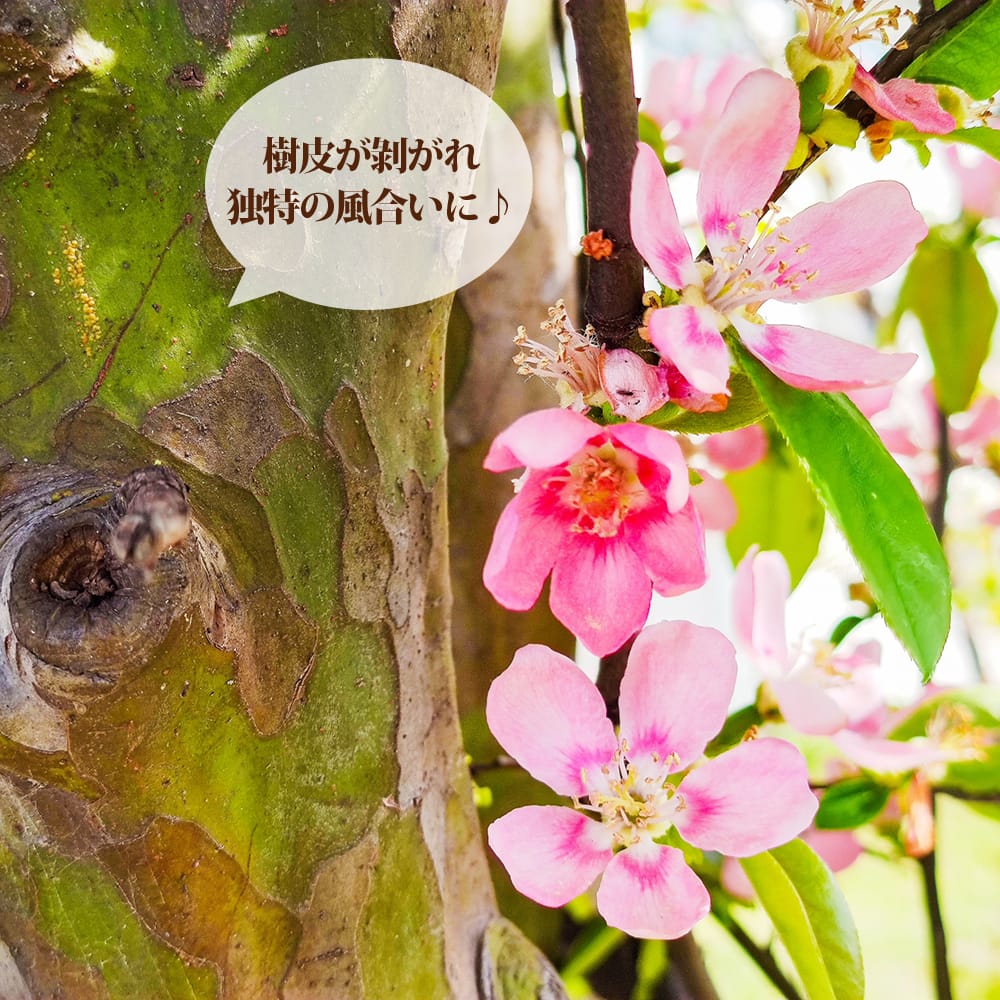 【ぐるりん様】専用（赤360g）2袋【リクエスト特価(フォロー割・短期リピ割)】 かりん 2年生 接木 苗木 ロングスリット鉢植え 限定販売 : 苗木部 花