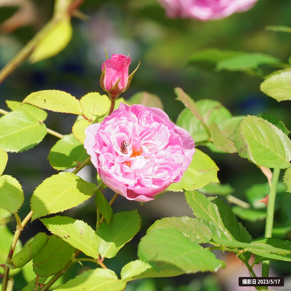 ラファローズ 四季咲きバラ苗 ラファエル 2年生大苗 登録品種・品種登録 : 苗木部 花