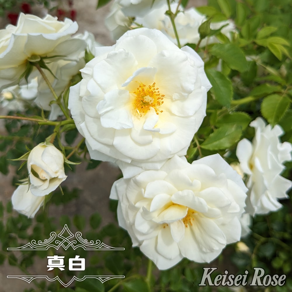 四季咲き半つるバラ 真白 1年生新苗 登録品種・品種登録 : 苗木部 花
