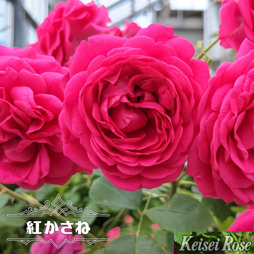 四季咲きバラ苗 紅かさね 2年生大苗 登録品種・品種登録 爆買いweek