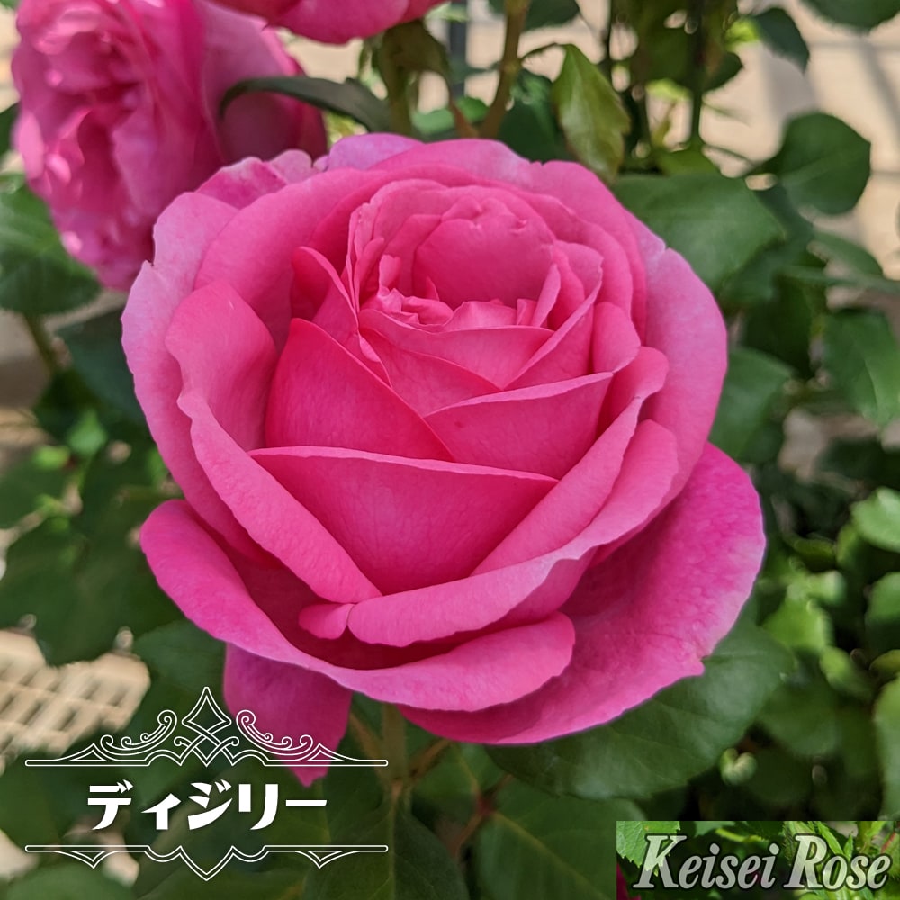 四季咲きバラ苗 ディジリー 2年生大苗 登録品種・品種登録 : 苗木部 花