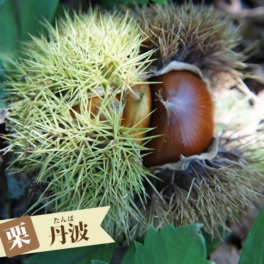 栗 苗木 丹波栗 1年生接木苗 予約販売11〜12月頃入荷予定 : 苗木部 花