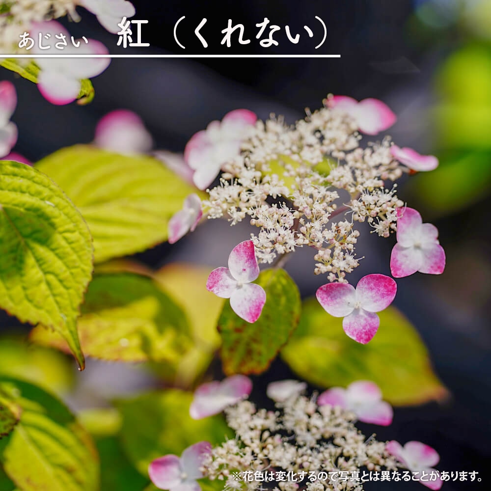 紫陽花 ヤマアジサイ 紅（くれない） 3号ポット苗 : 苗木部 花ひろば