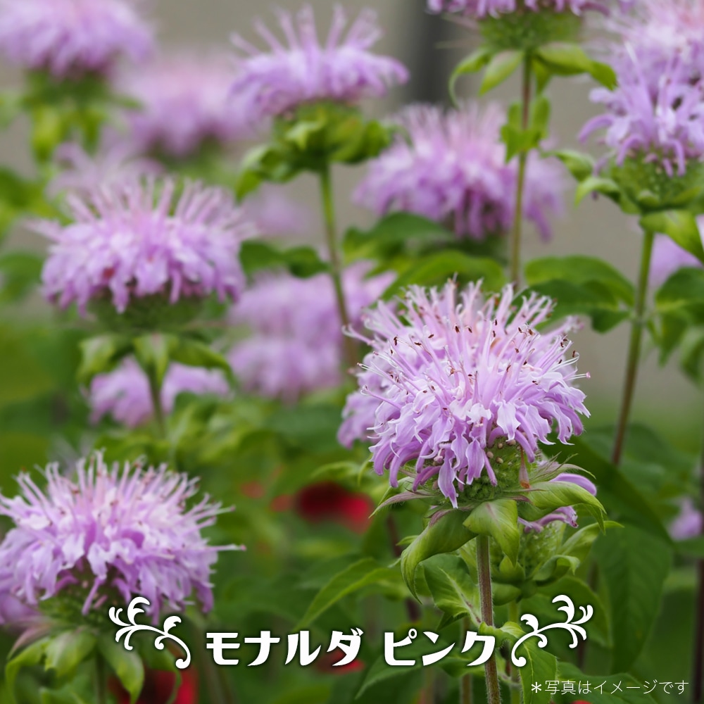 モナルダ ピンク 3号ポット苗 : 苗木部 花ひろばオンライン - 通販