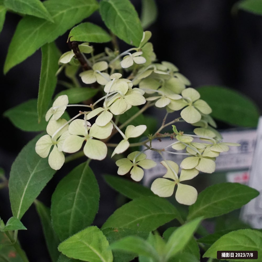 紫陽花 ヤマアジサイ 津江の小でまり 3号ポット苗 : 苗木部 花ひろば