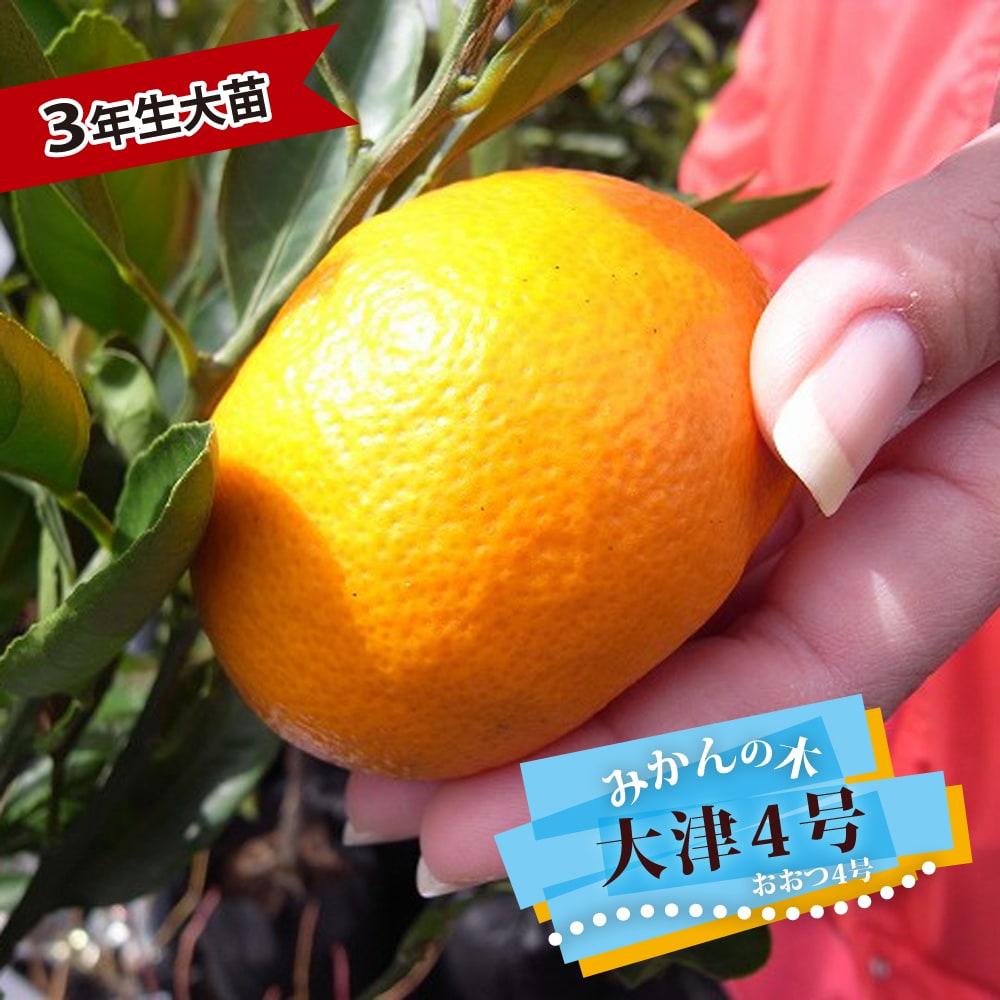 みかん 苗木 大津4号温州みかん 3年生接木大苗 産地で剪定済 1.0m苗