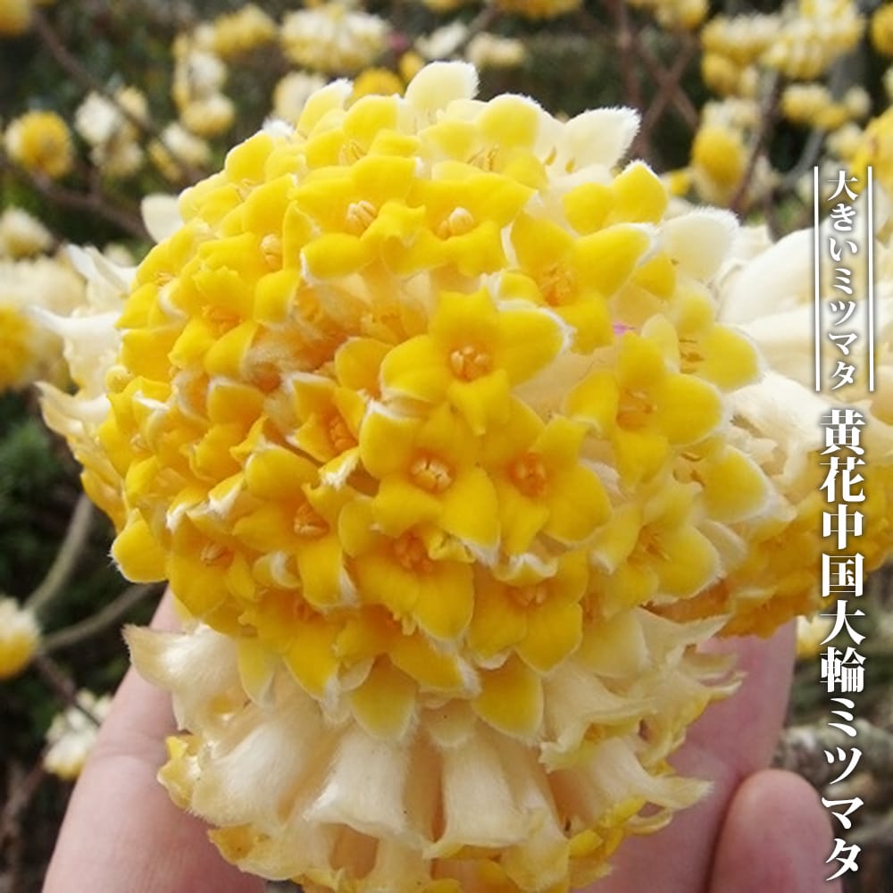 黄花中国大輪ミツマタ ポット苗 : niwaki-mitsumata-tairin : 苗木部