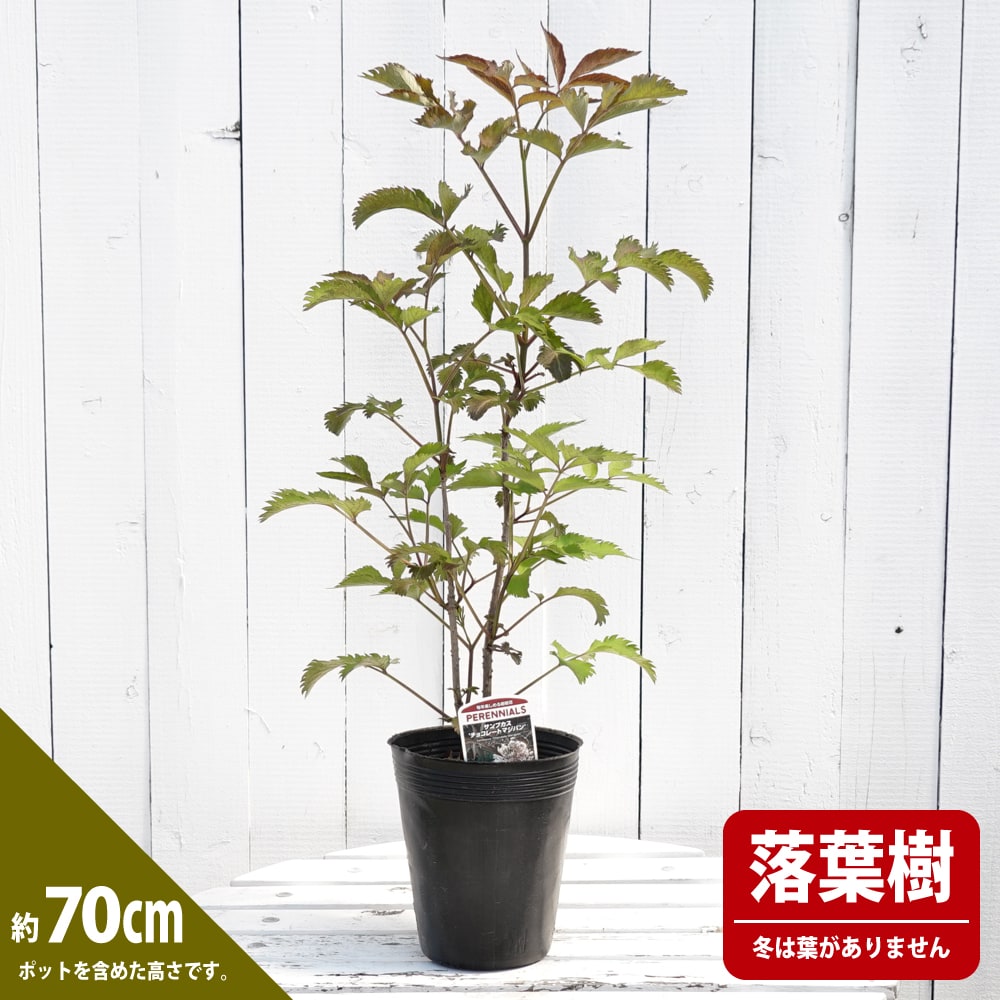 サンブカス チョコレートマジパン 5号ポット苗 : 苗木部 花ひろば