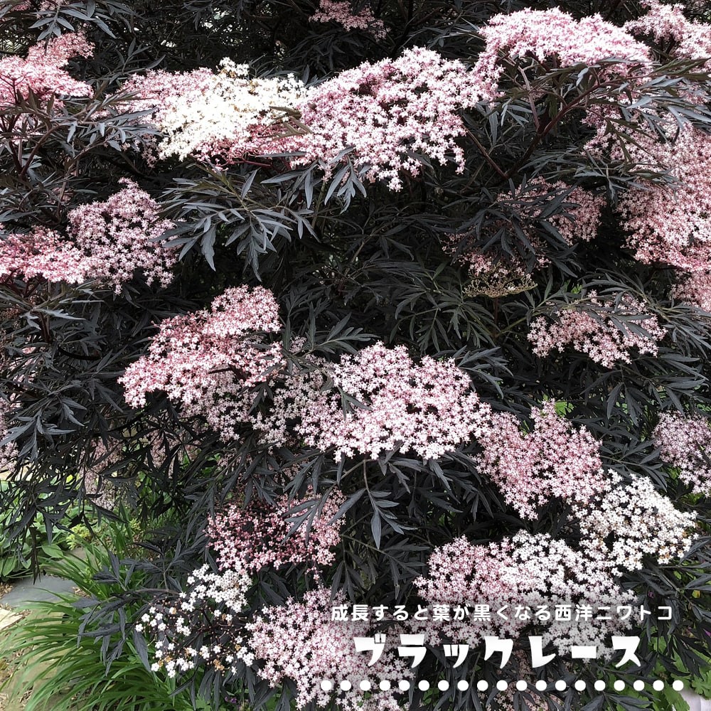 サンブカス ブラックレース 5号ポット苗 : 苗木部 花ひろばオンライン