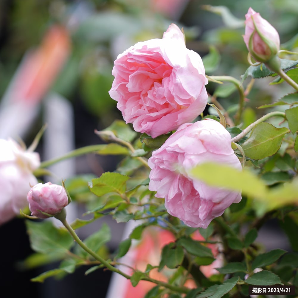 四季咲きバラ デュセスドゥブラバン 2年生大苗 : 苗木部 花ひろば