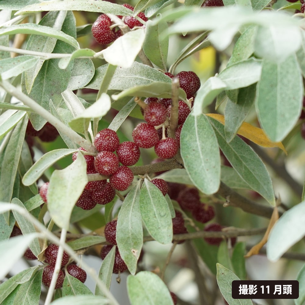 オリーブの木　ロシアンオリーブ 8号寸　スタンド仕立て　高さ約120cm オリーブの木 ロシアンオリーブ 8号寸 スタンド仕立て 高さ約120cm