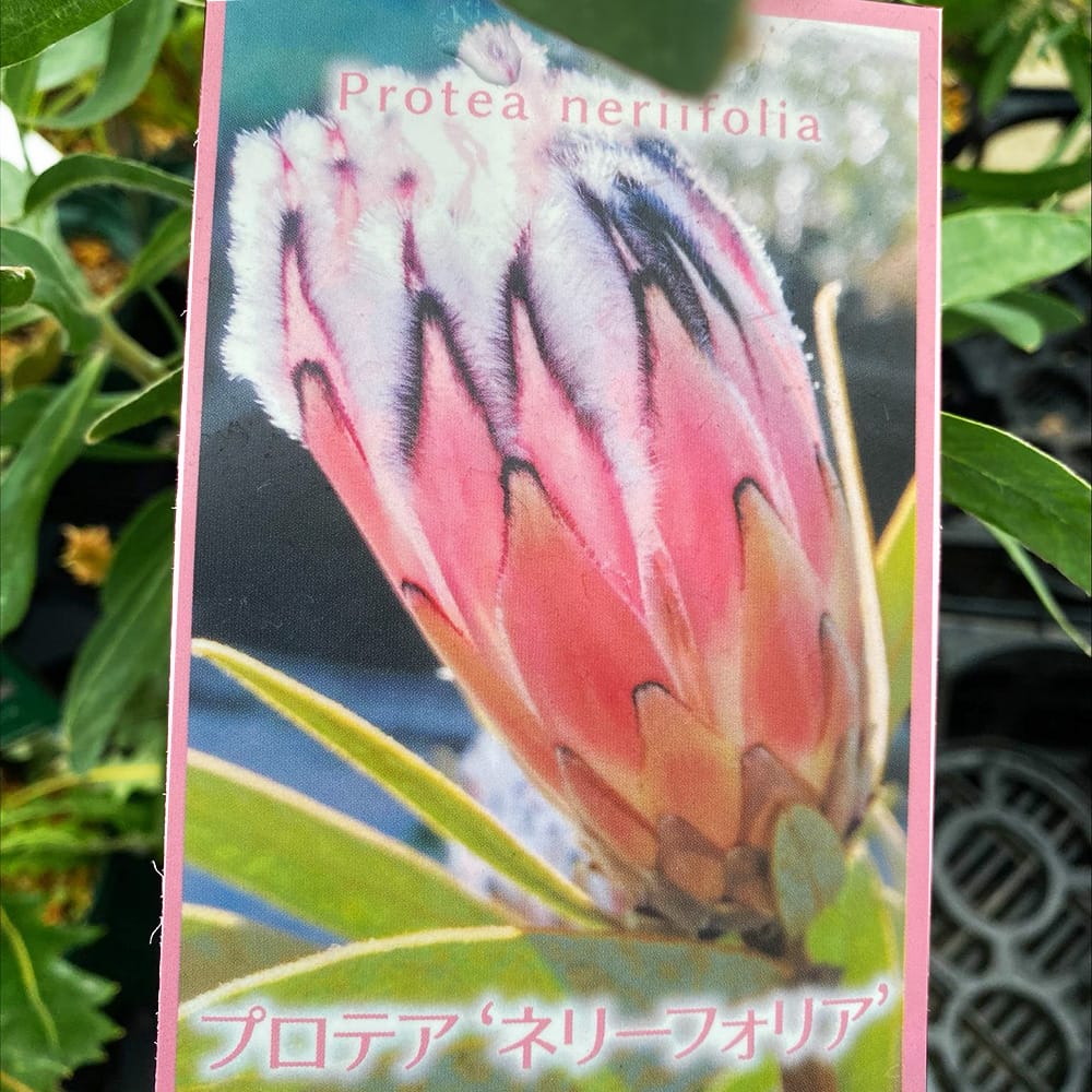 プロテア ネリイフォリア ネイティブプランツ 6号鉢苗 庭木 常緑樹 : niwa-protea001-01 : 苗木部 花ひろばオンライン - 通販  - Yahoo!ショッピング