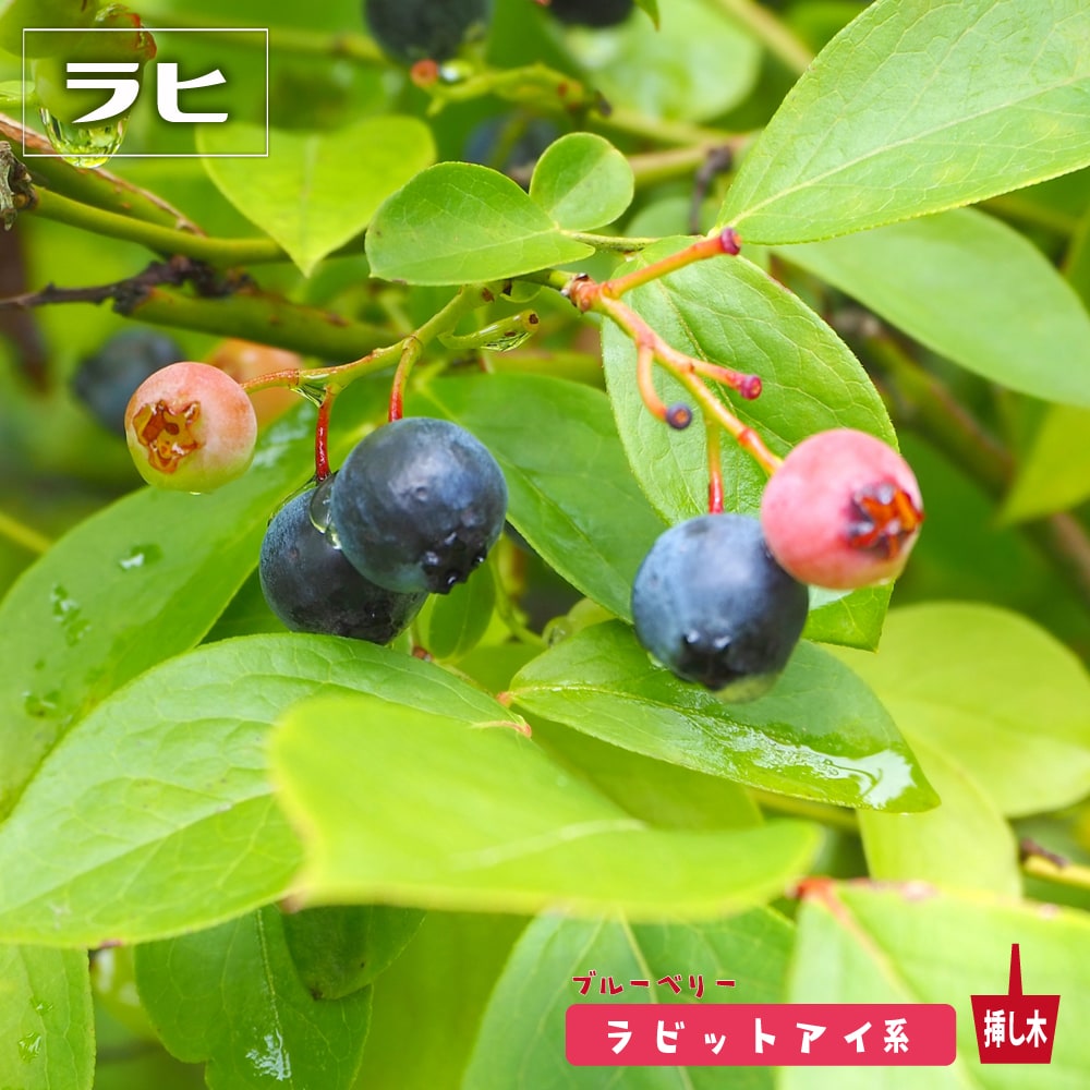 ラヒ ラビットアイ系ブルーベリー苗木 2年生挿木苗 登録品種・品種登録