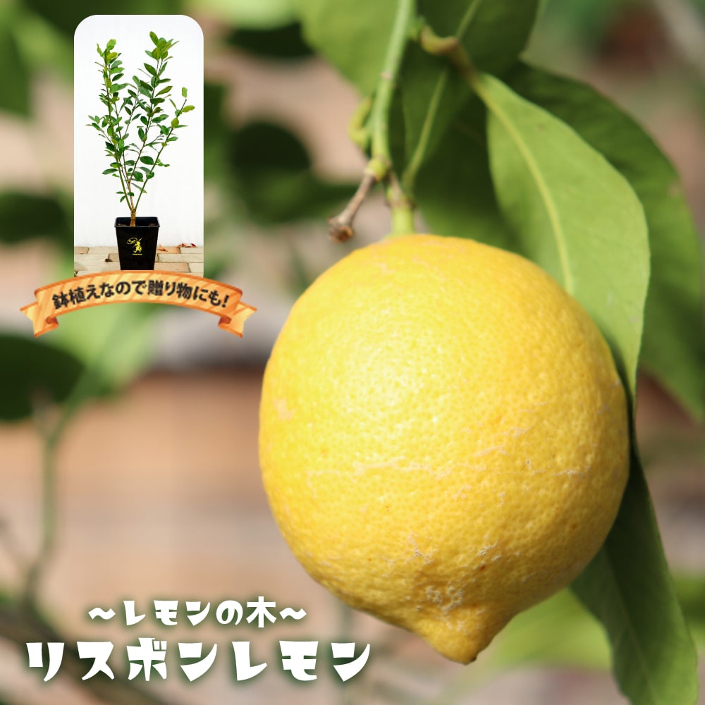 レモンの木 リスボンレモン 2年生接木苗 角鉢植え : kankitsu 