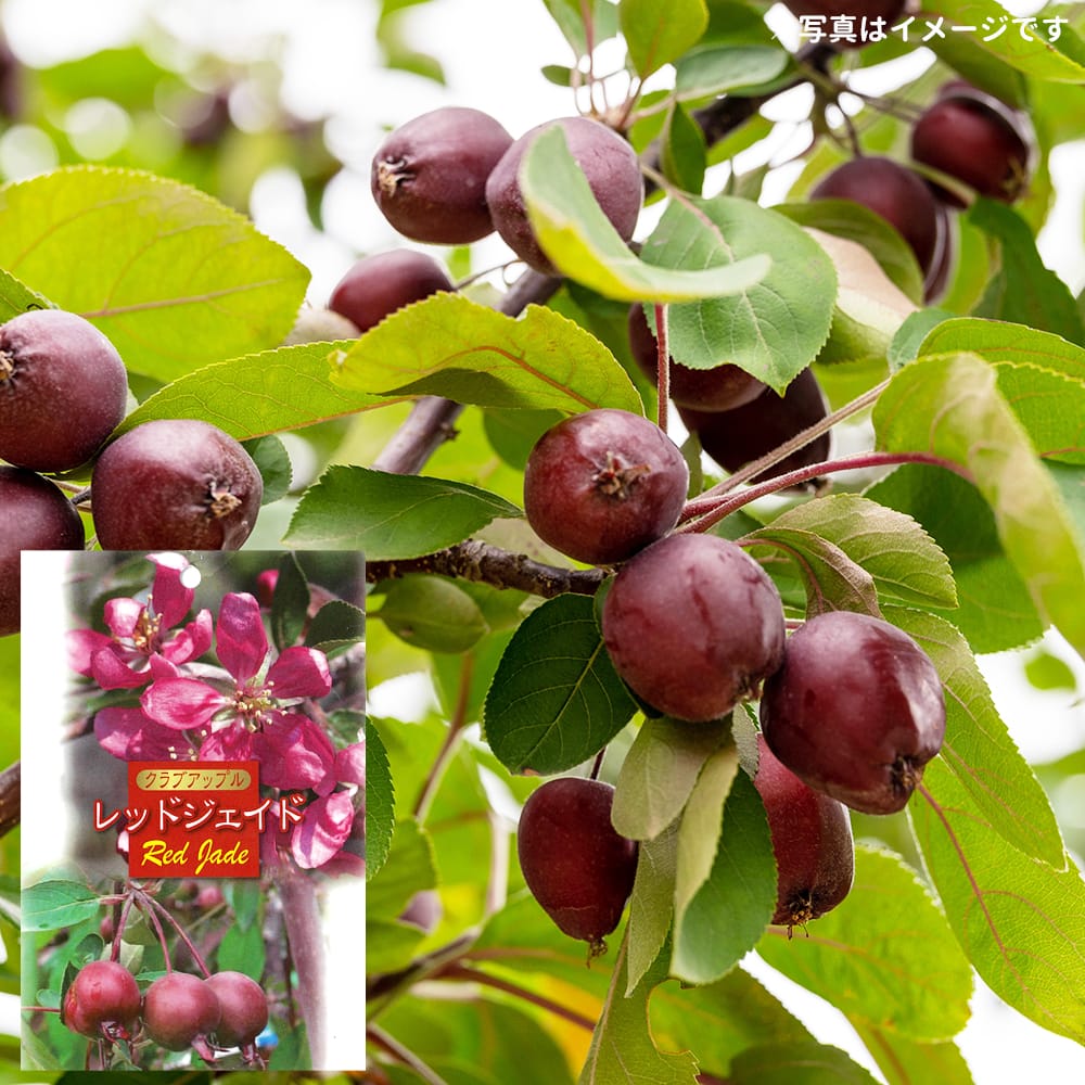 姫りんご 苗木 レッドジェイド 2年生接木苗 7号ロングスリット 限定
