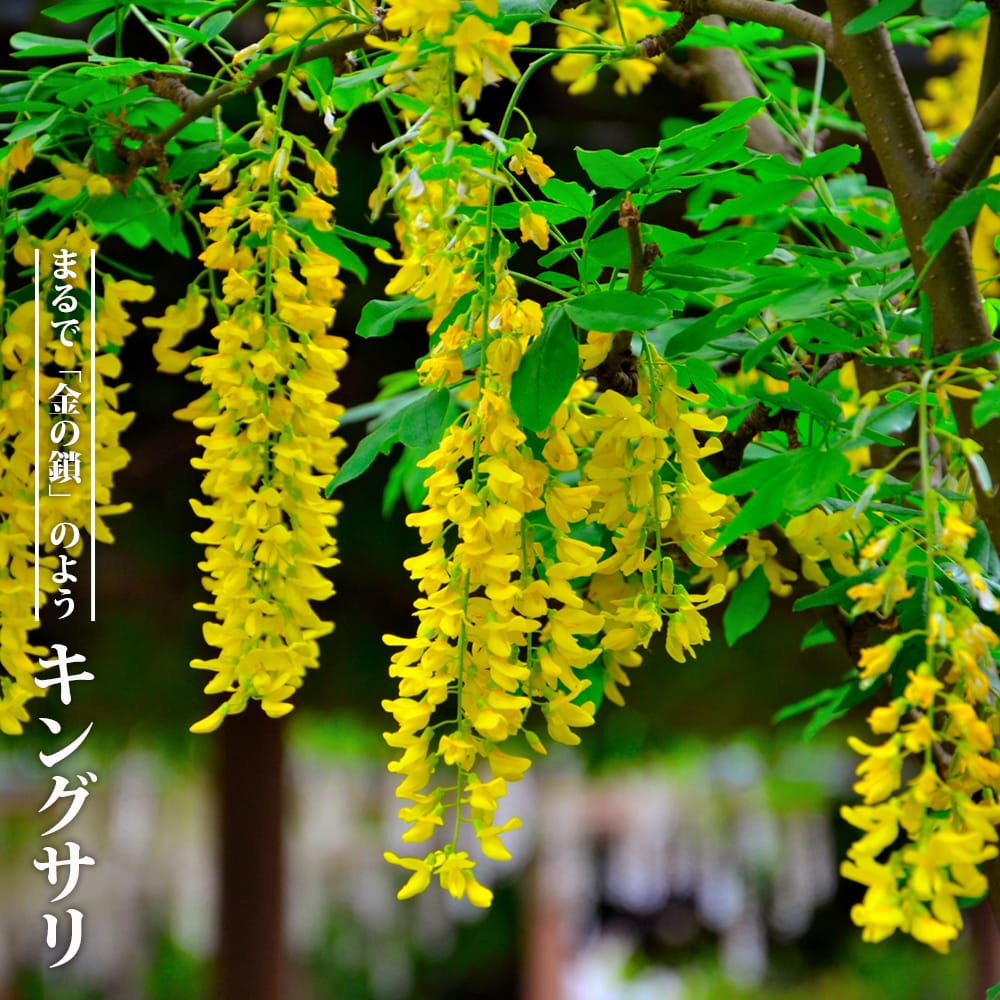 バクパリ（イエローマンゴスチン） 開花結実苗 ×1 Garcinia