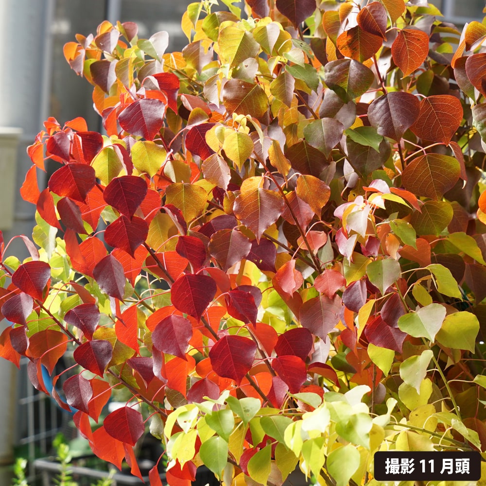 クロビイタヤ　苗木　10本+小苗セット　赤色の落葉樹 苗木 クロビイタヤ 苗木 10本+小苗セット 赤色の落葉樹 苗木 クロビイタヤ