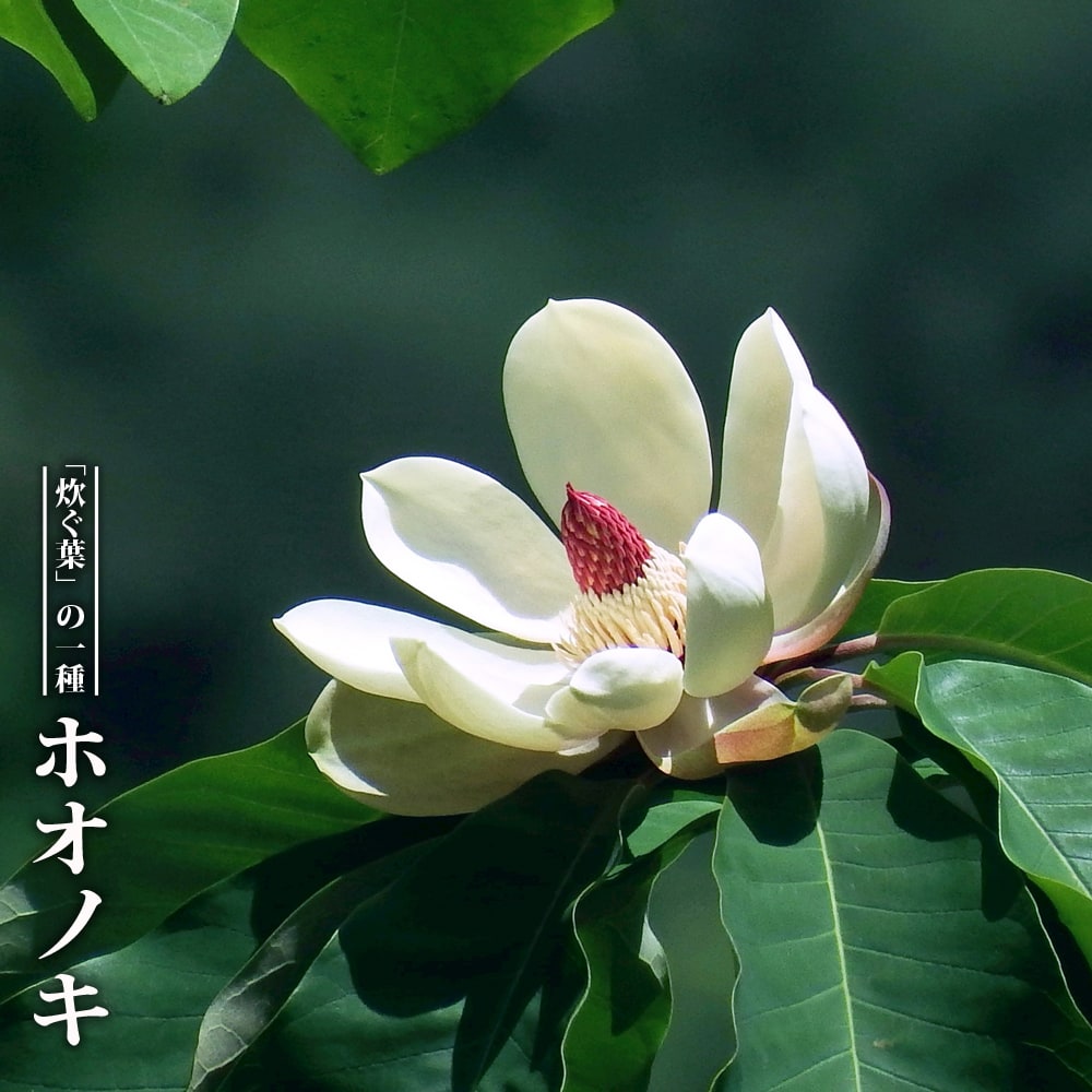 朴の木（ホオノキ） ポット苗 里の木シリーズ : 苗木部 花ひろば