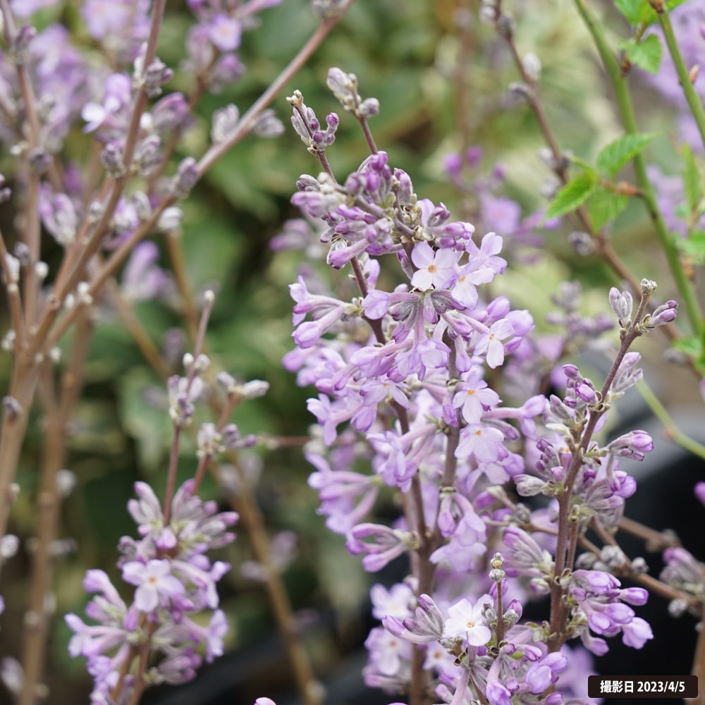 花芽付き 長寿桜 （チョウジュザクラ） 根巻き苗 : niwaki