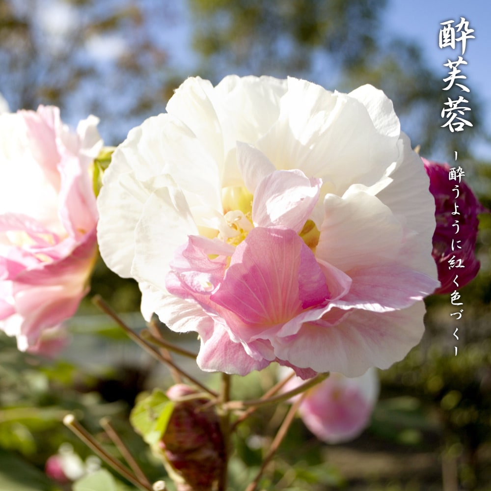 くす玉咲きか一重咲きを選べる酔芙蓉（スイフヨウ） 6号ポット苗