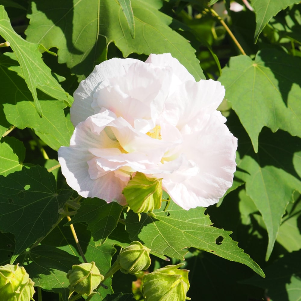 ヨウ花芽　⑧大玉グァバ 紅　耐寒性 花芽 ⑧大玉グァバ 紅 耐寒性 フルーツ・果実