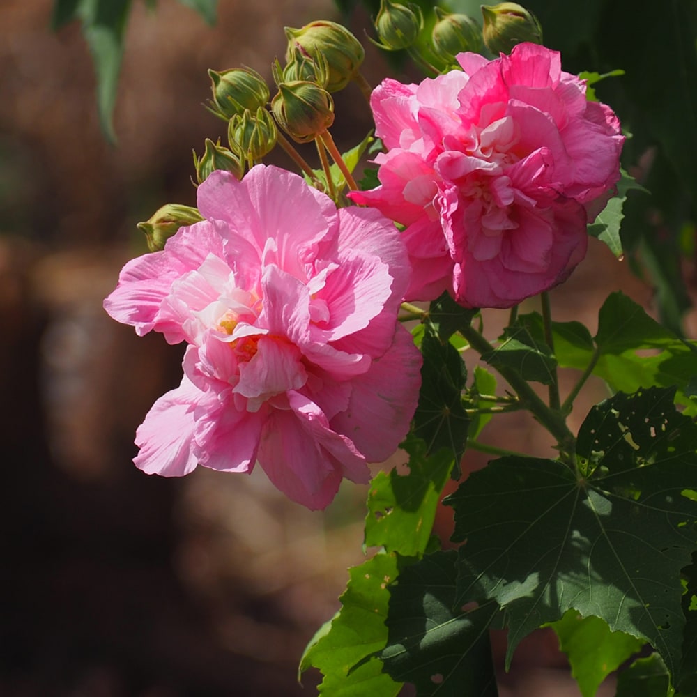 新品 清水なお子さん 芙蓉手花鳥文稜花鉢 2枚 楽天市場】2023年9月開花 フヨウ 鉢植え 舞華 芙蓉 八重咲き