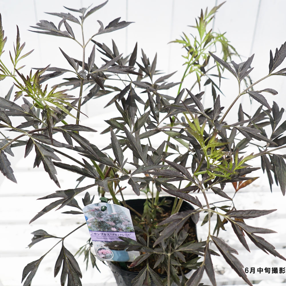 サンブカス ブラックレース 5号ポット苗 : 苗木部 花ひろばオンライン