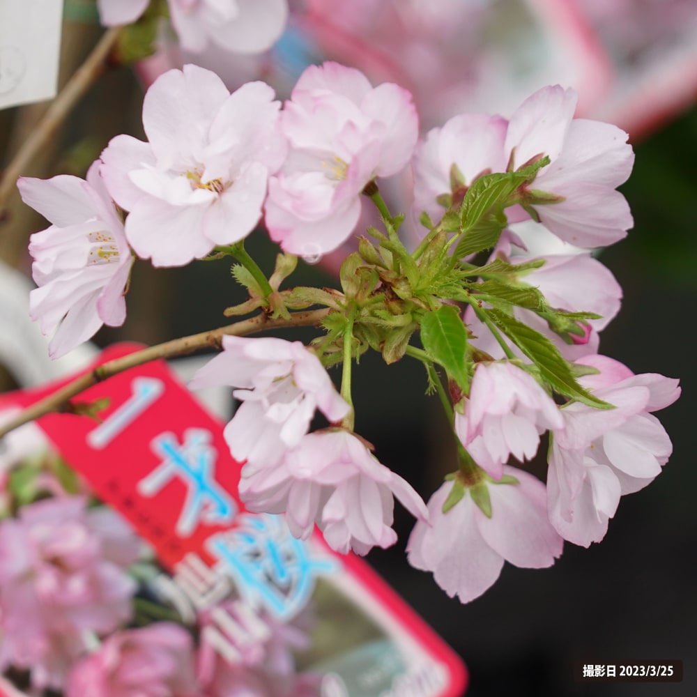 わい性八重桜 旭山桜 1年生接木苗 予約販売12月〜翌年1月頃入荷予定