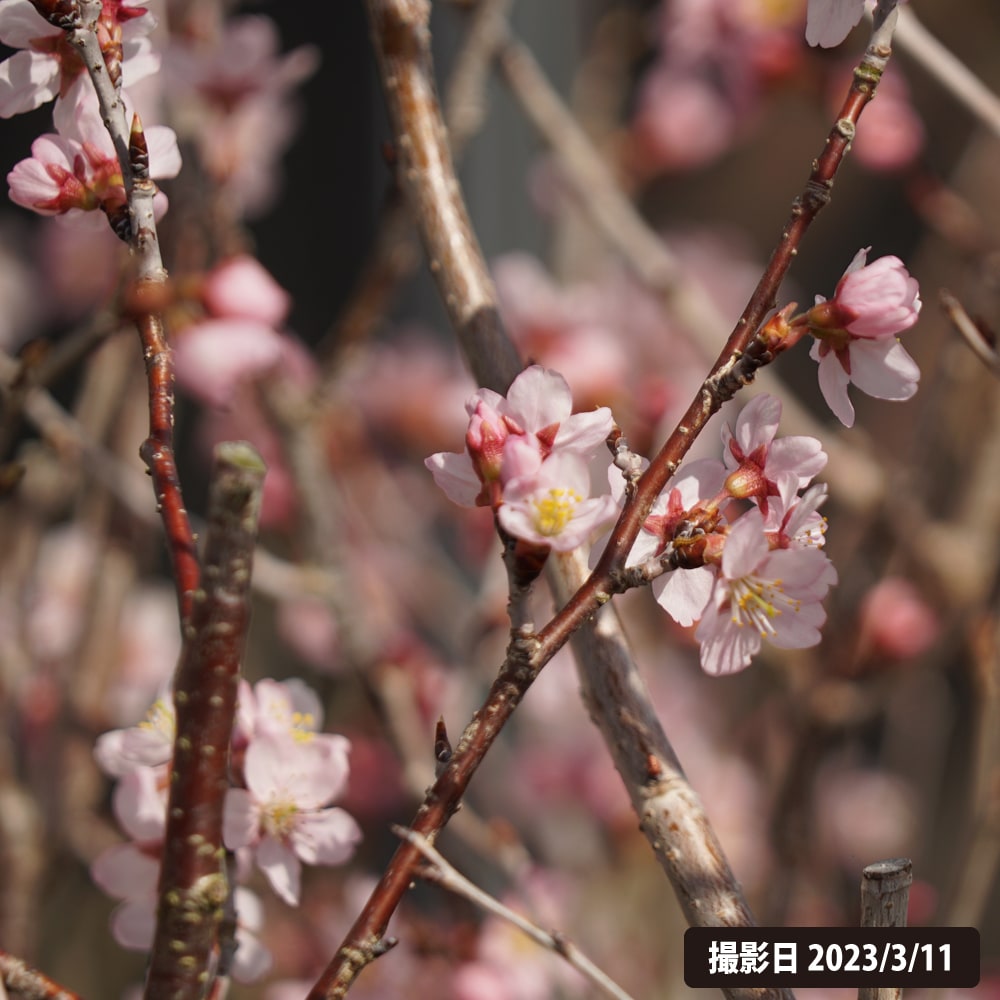 早咲きさくら 啓翁桜 （けいおうざくら） 1年生接木苗 爆買 : 苗木部