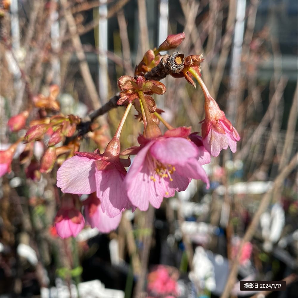 さくら 紅花土肥桜 1年生 接木苗 : niwaki-sakura-dohi : 苗木部 花 