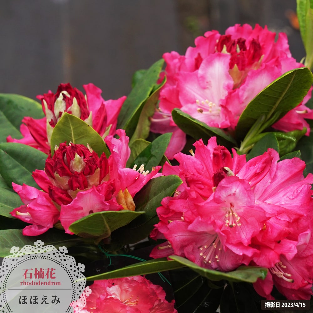 西洋シャクナゲ ほほえみ 5号鉢植え :shakunage-hohoemi:苗木部 花ひろばオンライン 通販 