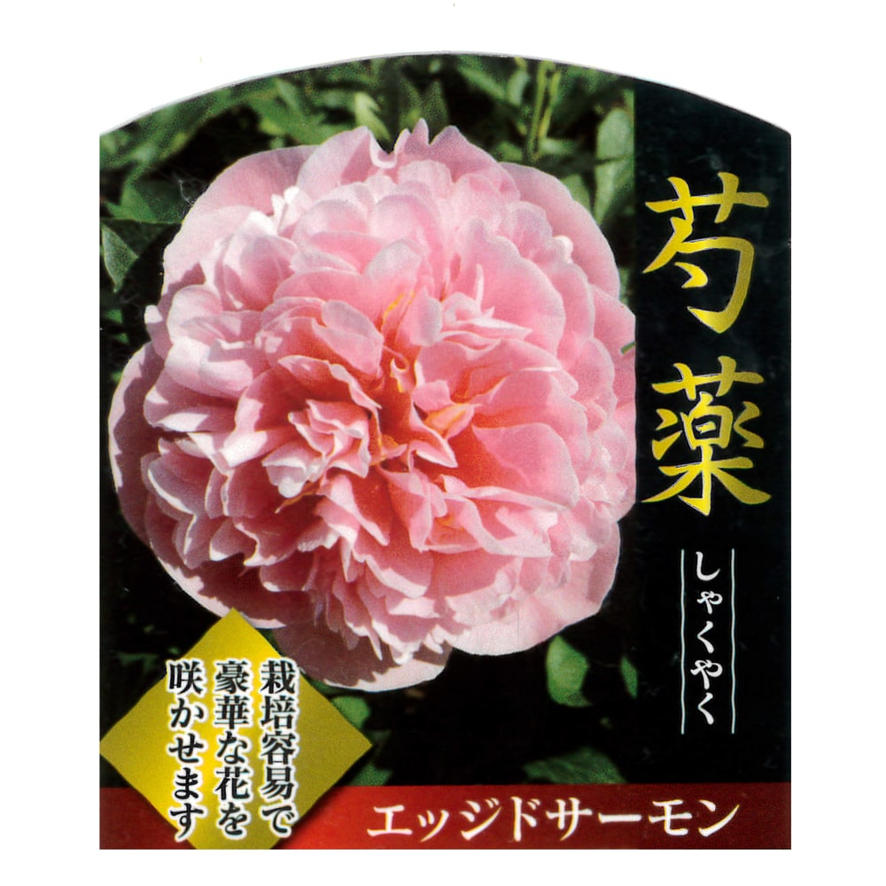 芍薬 エッジドサーモン 4号ポット苗 : 苗木部 花ひろば