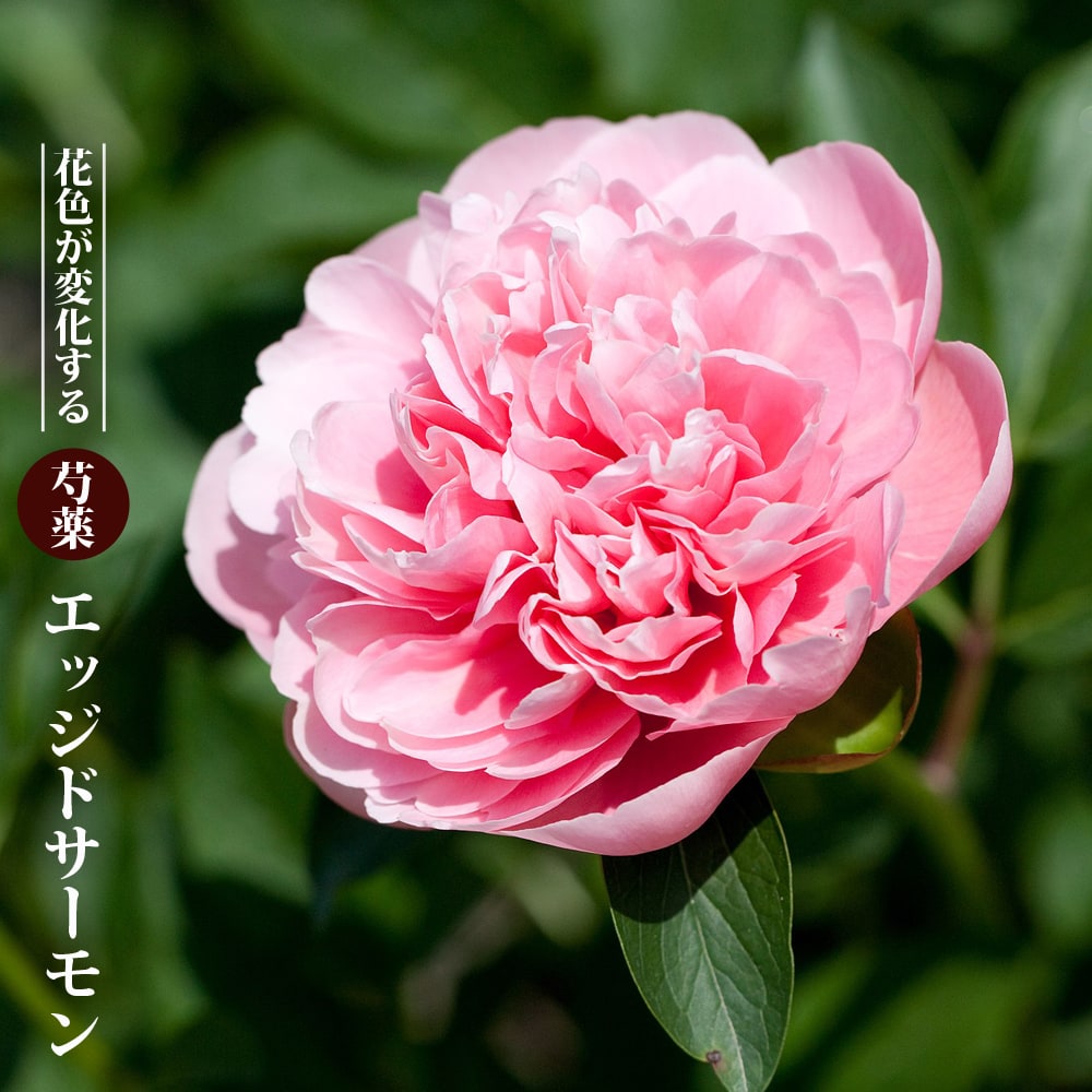 芍薬 エッジドサーモン 4号ポット苗 : 苗木部 花ひろば